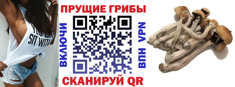 Галлюциногенные грибы Psilocybe  Меленки 
